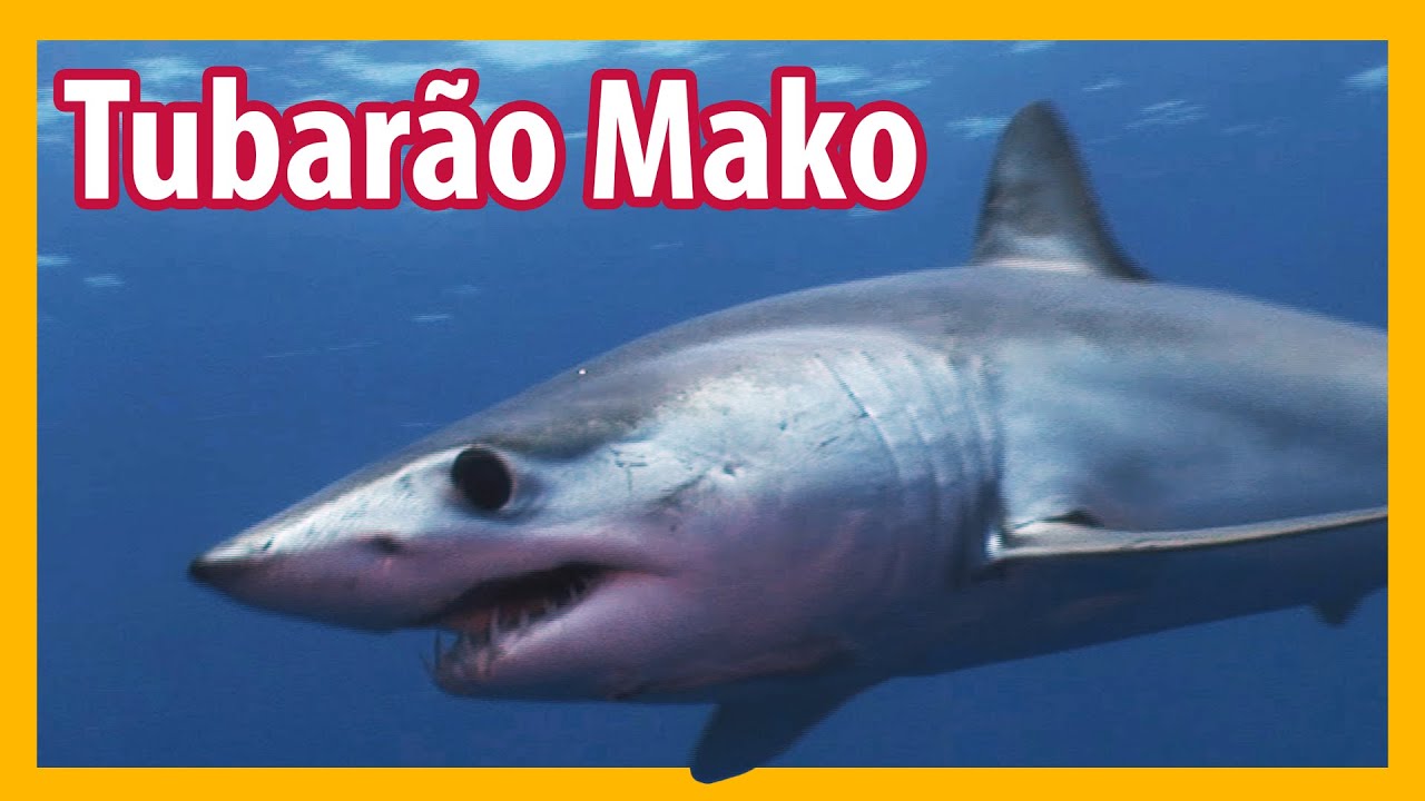 Tubarão-Mako o Mais Rápido do Mundo - Nova Zelândia - Lawrence Wahba