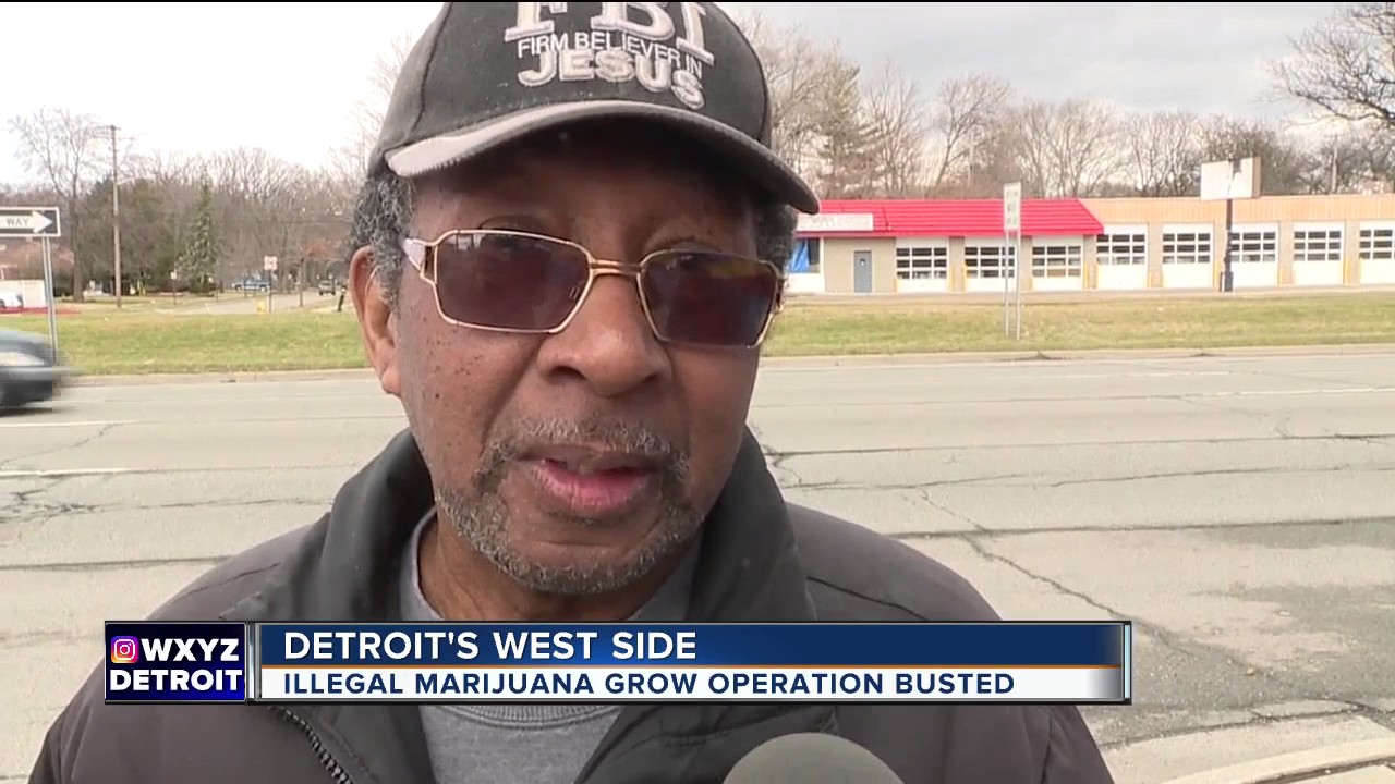 Large illegal marijuana grow operation found in Detroit building