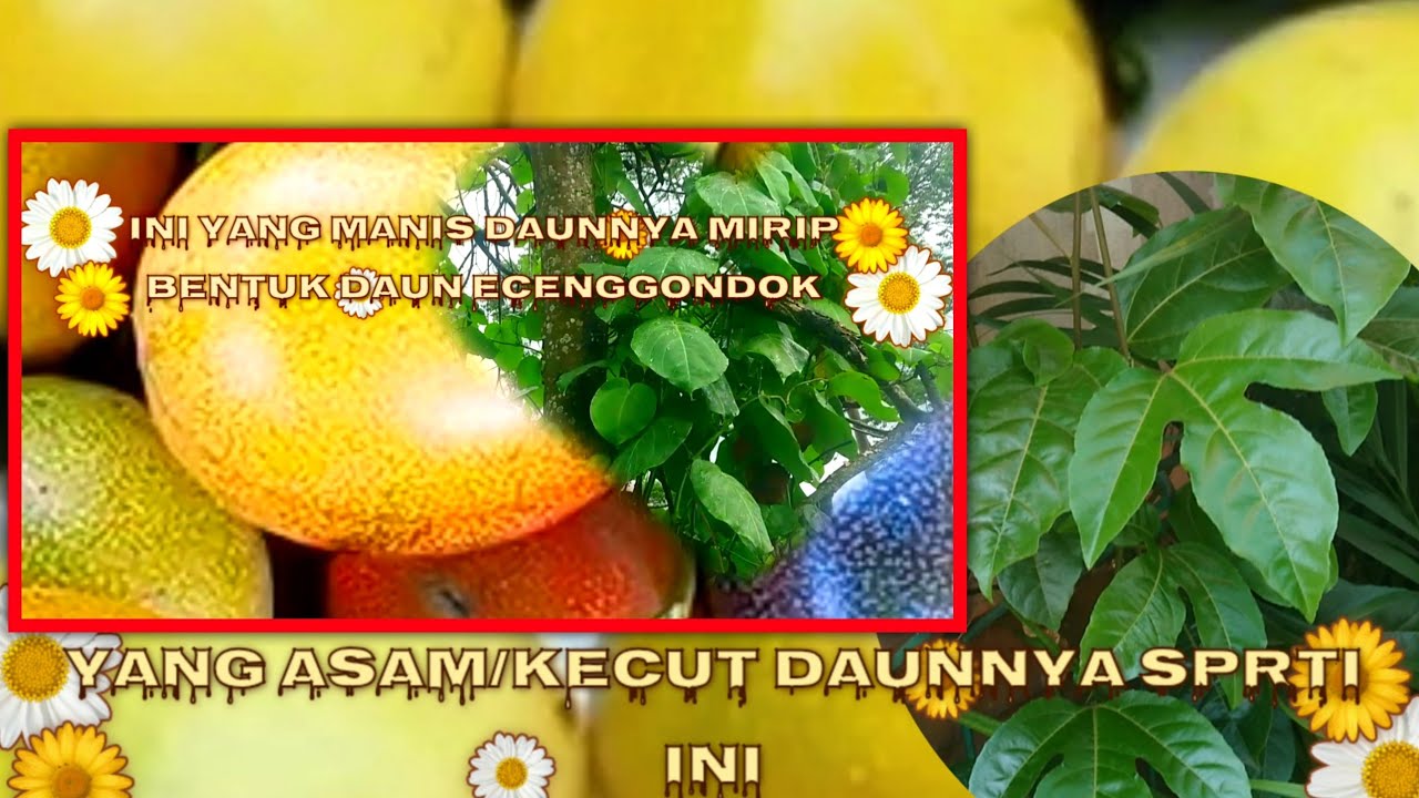 cara membedakan mana markisa manis dan mana yang kecut alias asam