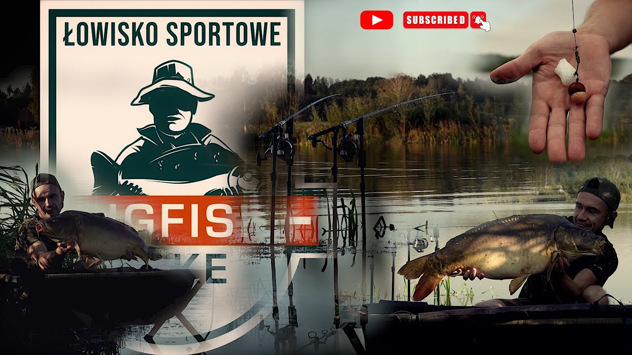 Karpie z rzutu i wywózki. Zasiadka karpiowa na łowisku Big Fish Lake.