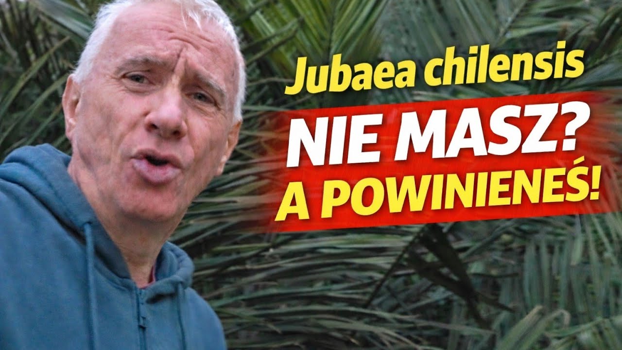 🌴 Jubaea chilensis, królowa ogrodu. Jedna z  najpotężniejszych palm świata. 