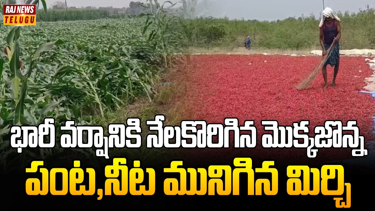 భారీ వర్షానికి నేలకొరిగిన మొక్కజొన్న పంట,నీట మునిగిన మిర్చి | Heavy Rain In khammam | Raj News
