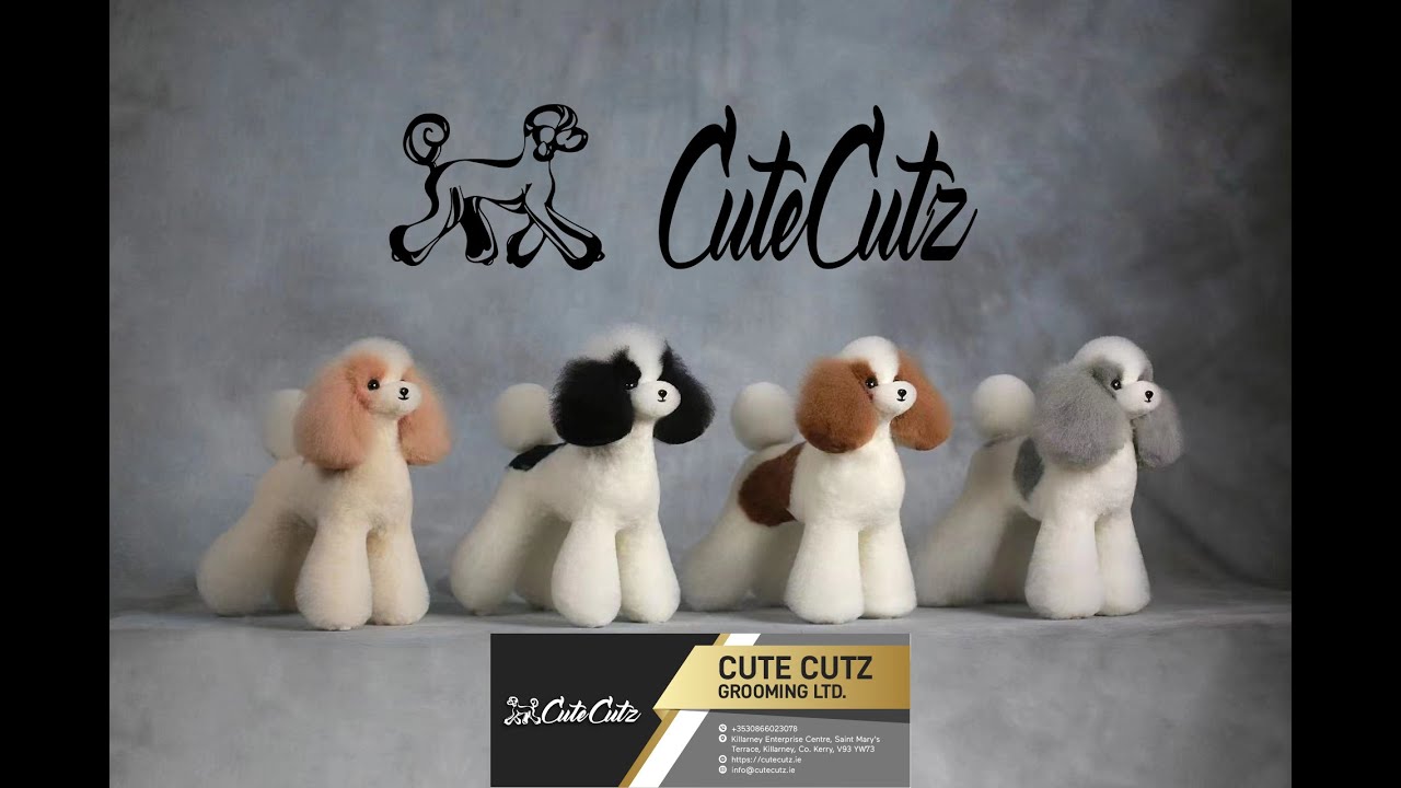Mr. Jiang Teddy Bear Model dog model wig fit from Cute Cutz Grooming