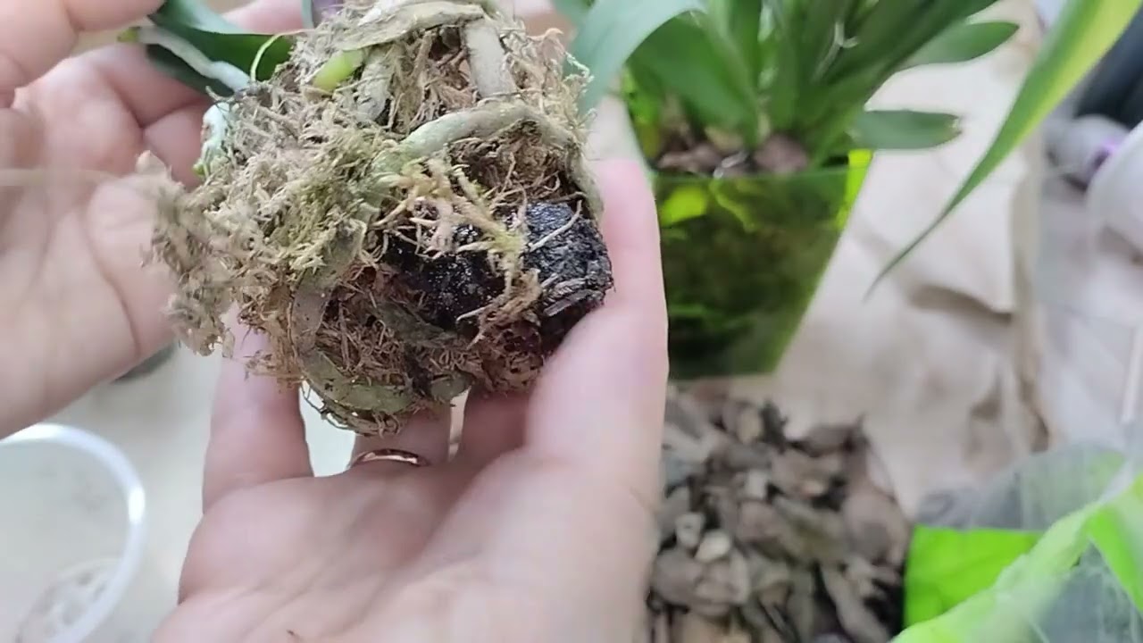 Пересаживаю орхидеи 🌸 и камбрии 🌼.