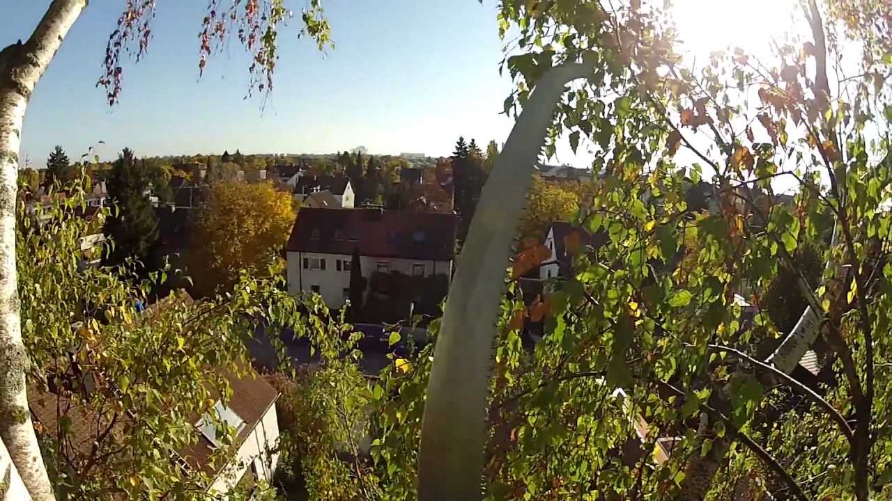 Baumklettern mit Seilklettertechnik in der alten 25 Meter hohen Birke zum Mistel schneiden