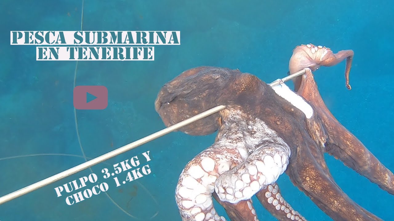 GRAN PULPO Y CHOCO ACOMPAÑADO DE UN VARIADO//PESCA SUBMARINA EN TENERIFE