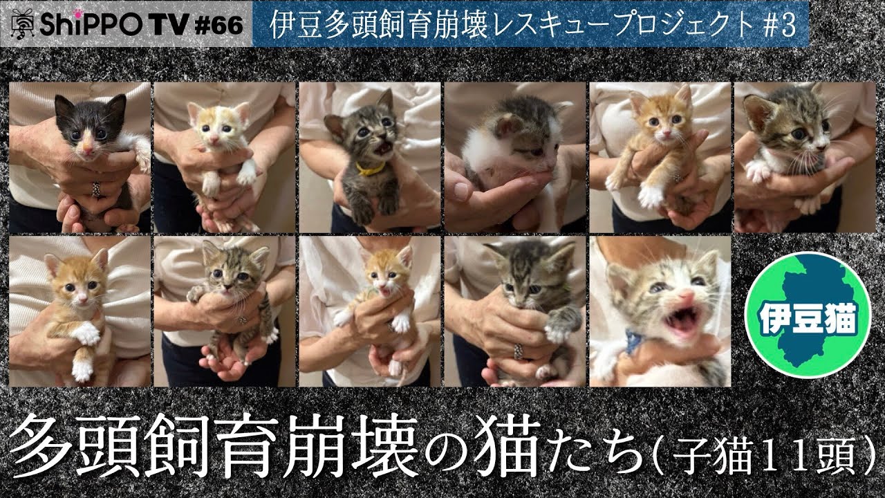 多頭飼育崩壊の猫たち子猫11頭 伊豆多頭飼育崩壊レスキュープロジェクト＃3　【ShippoTV 保護猫情報番組vol.66】