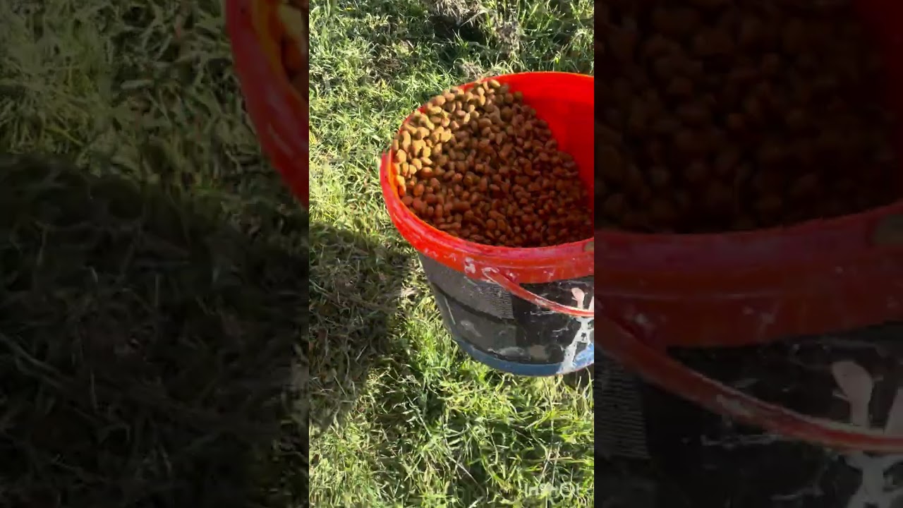 Yaşlanınca terk edilmiş çoban köpegi 