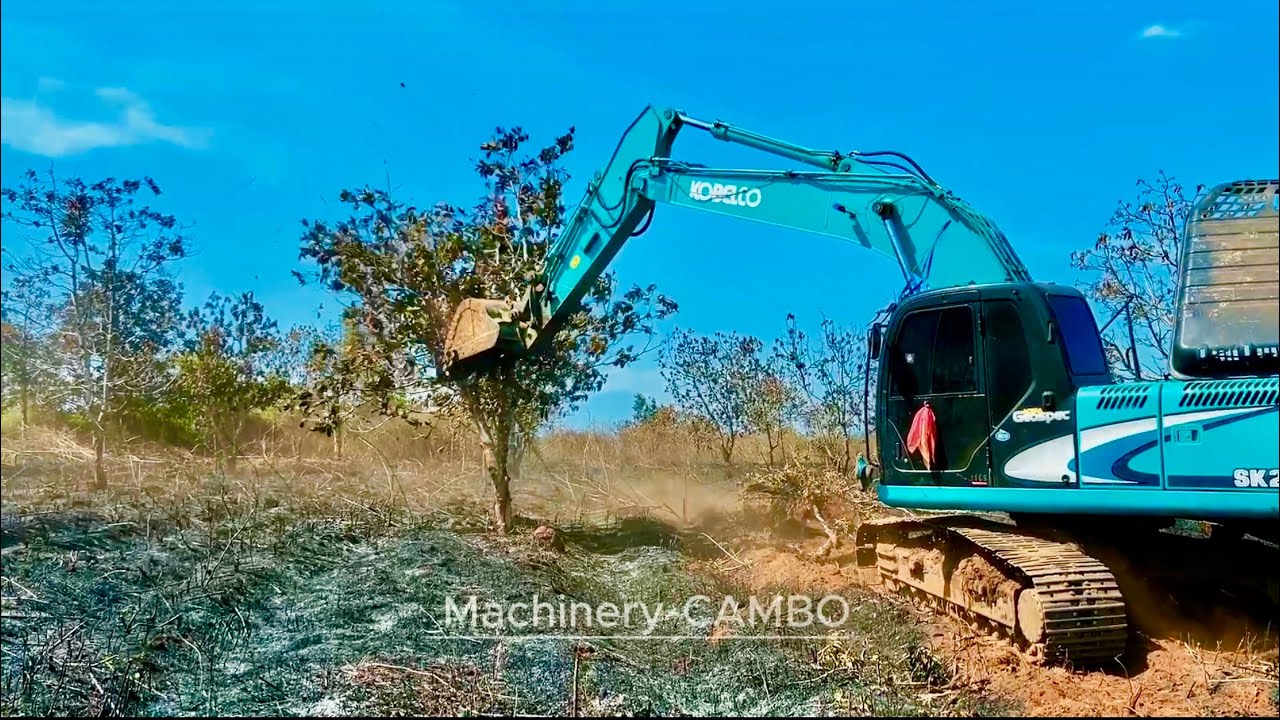 Excavator dig up trees to clear farmland 