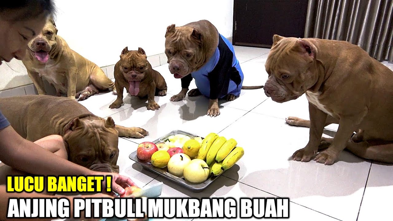 DIJAMIN BIKIN NGAKAK || MOMENT LUCU ANJING PITBULL MUKBANG BUAH LEMON #hewiepitbull