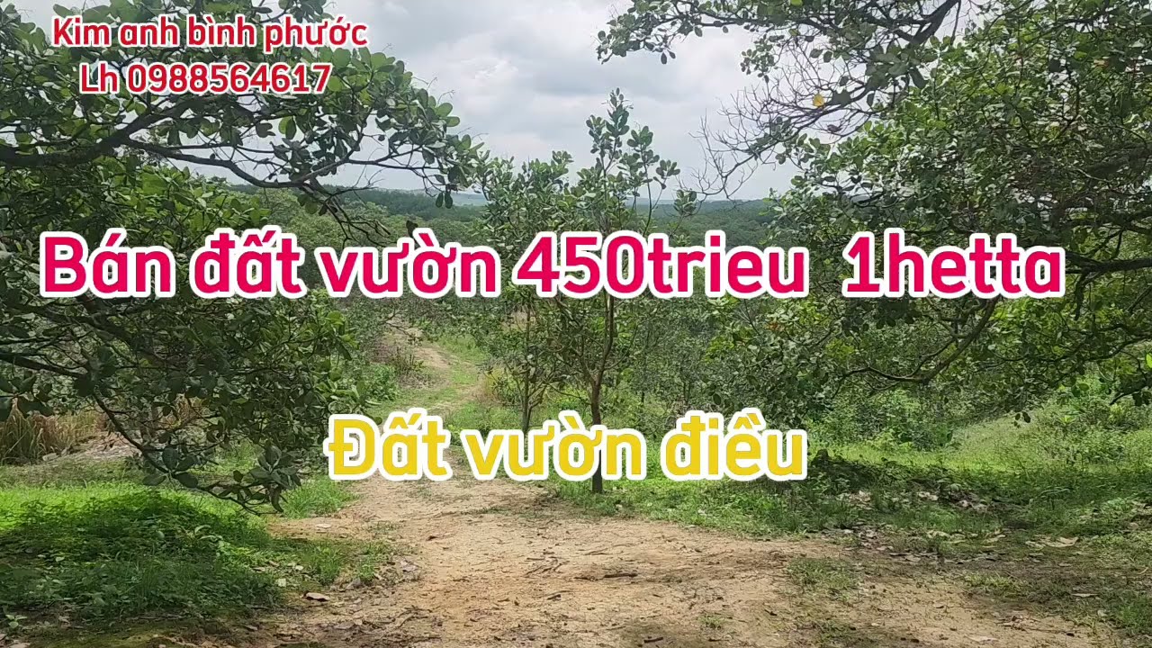 Bán đất vườn điều dt 2ha giá 450trieu 1ha xã phú riềng bình phước Lh 0988564617
