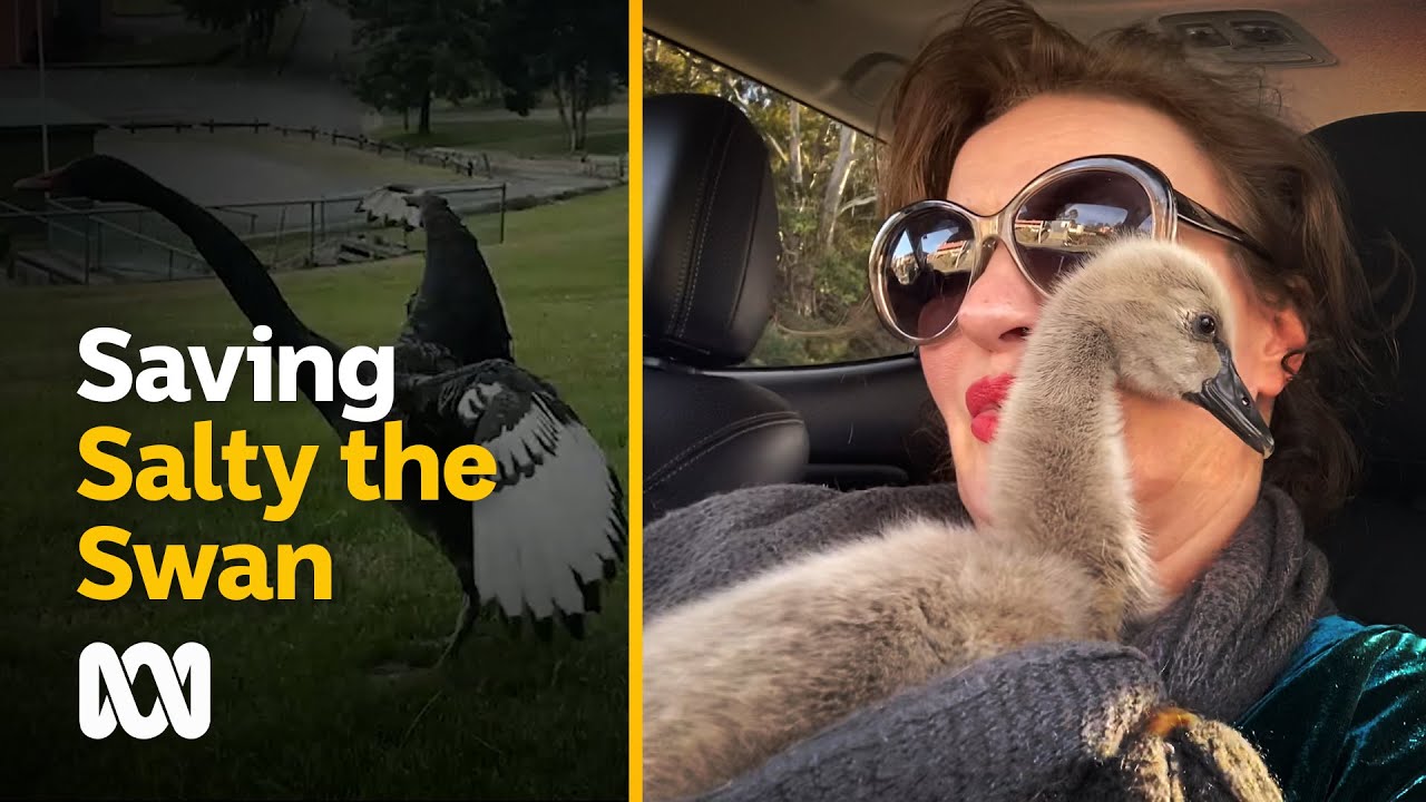 Rescued cygnet, Salty the Swan, leaves behind an empty nest | ABC Australia