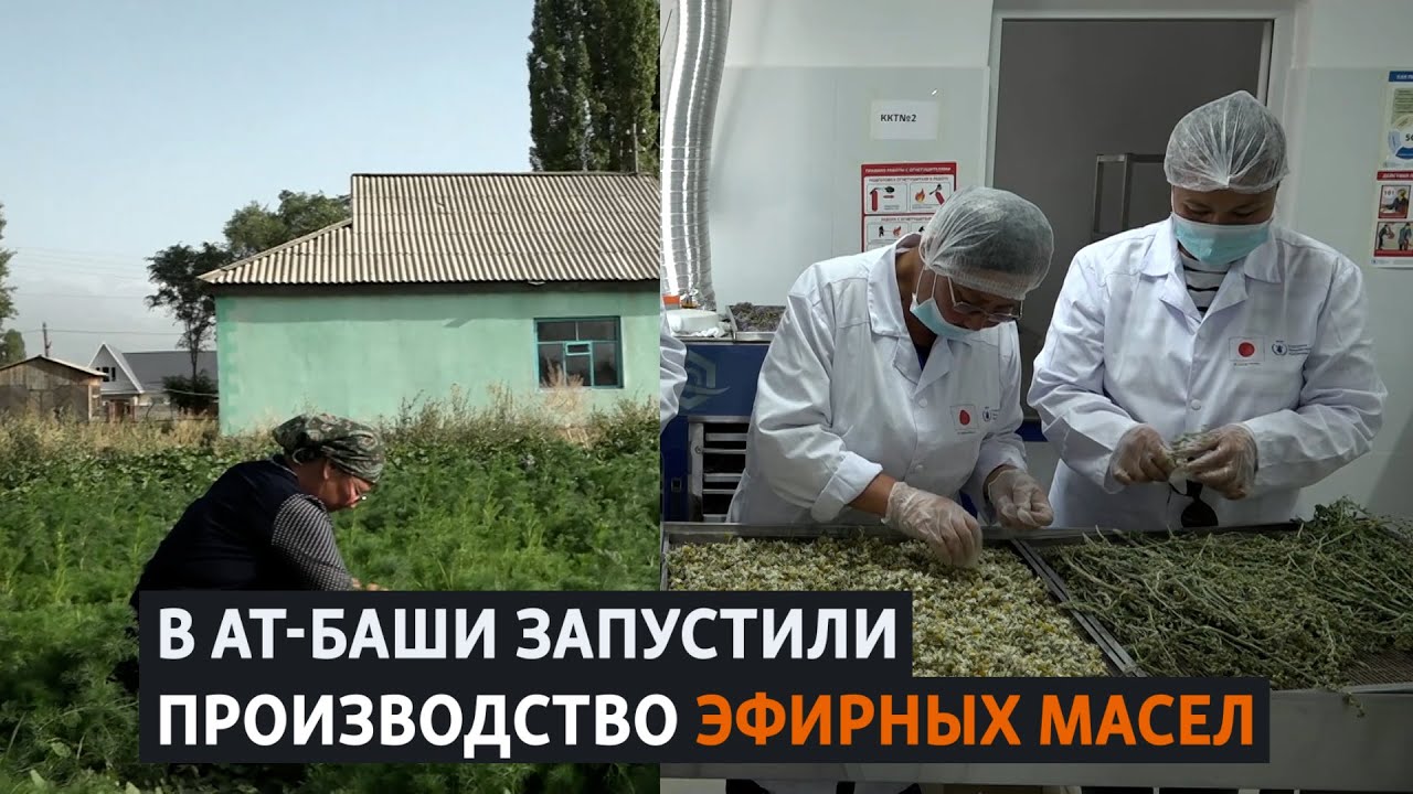 В Ат-Баши запустили производство эфирных масел
