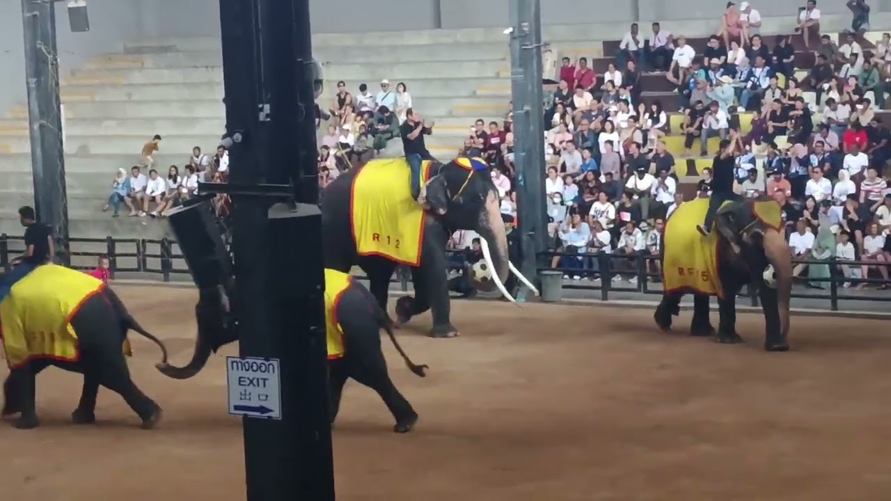 Elephant show bangkok thailand #elephantshow #thailand