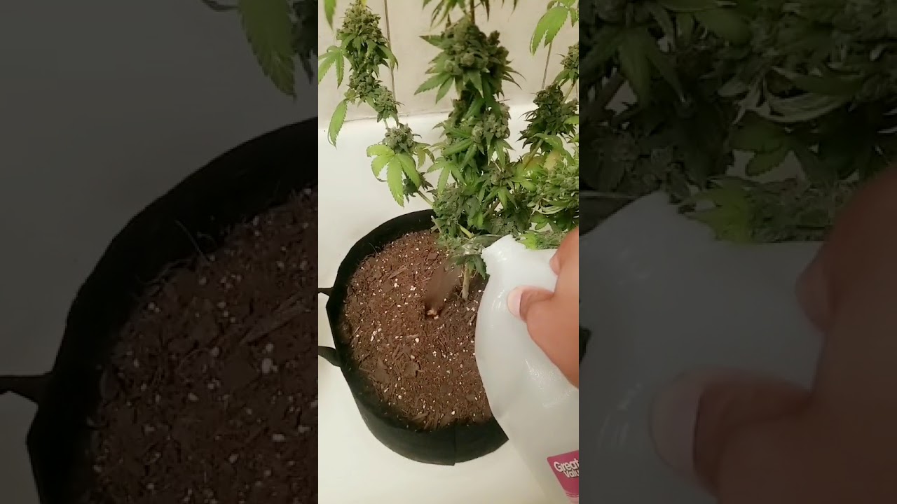 Flushing Weed Plants