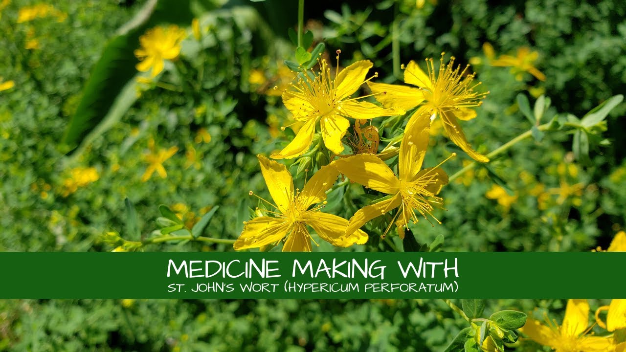 Medicine Making with St. John's Wort (Hypericum perforatum)