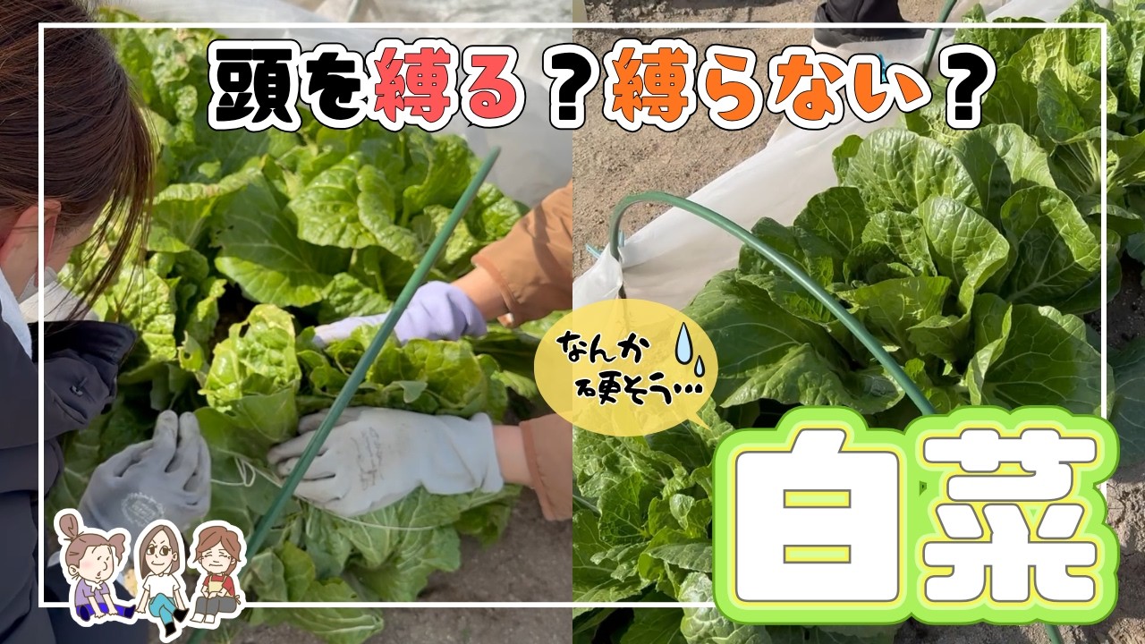 【秋冬野菜】白菜の頭…加減がわからないまま縛ってみた【絶対に食べるという強い意志】