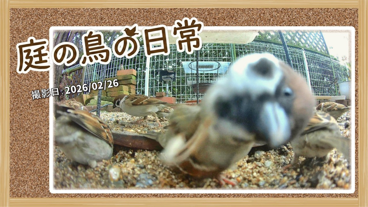 【庭の鳥の日常】(26,02,26) ついに　ナメクジが復活しました