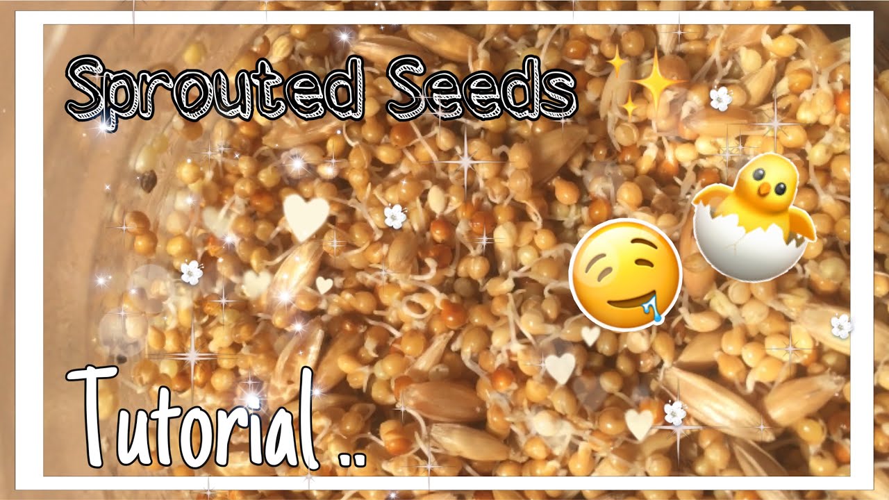 How to make sprouted seeds ✨🐥 || Healthy Budgie Diet || Read Description