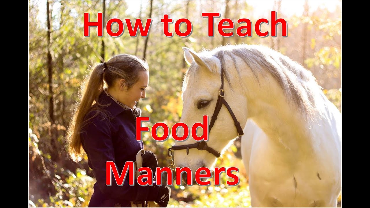 How to Teach your Horse Food Manners [Clicker training]