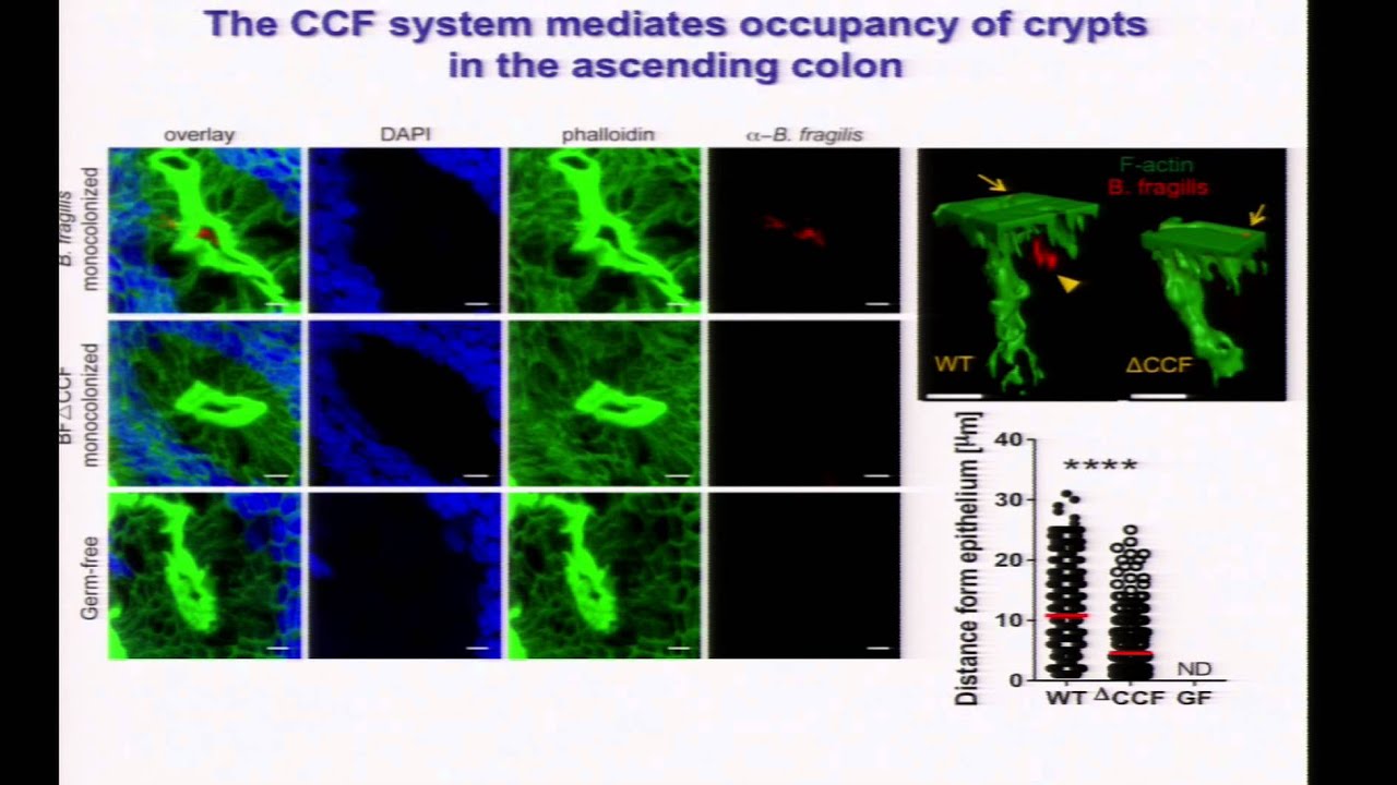 Bacterial Colonization Factors ... Specificity & Stability of Gut Microbiota - Sarkis Mazmanian