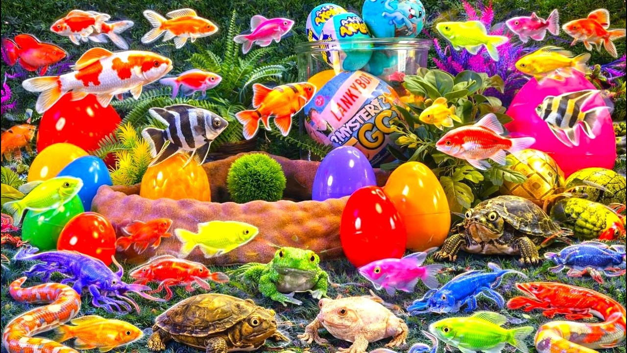 Colorful eggs fish surprise, koi, shark, angelfish, butterfly fish, goldfish, turtle, frog, betta