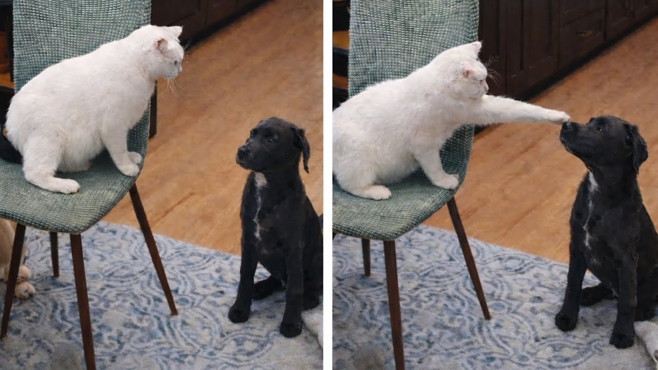 Funniest Animal Videos Ever