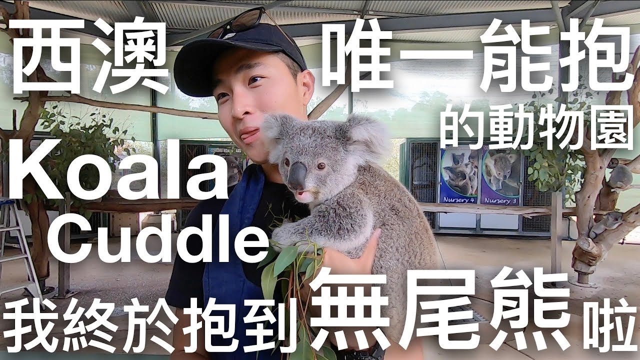 我終於抱到無尾熊了｜I got the Koala cuddle finally｜【澳洲生活Vlog】