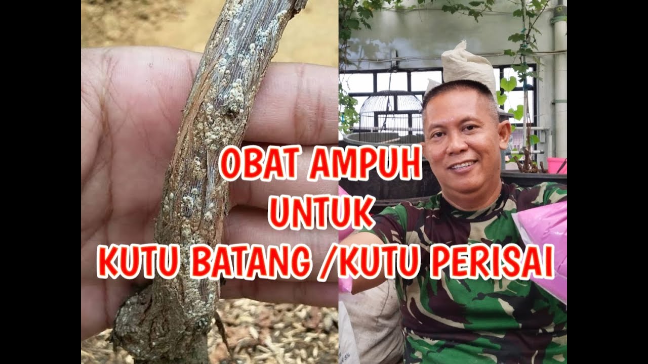 CARA MEMBASMI KUTU BATANG /KUTU PERISAI || #KUTUBATANG #KUTUPERISAI #SUPRIANTO