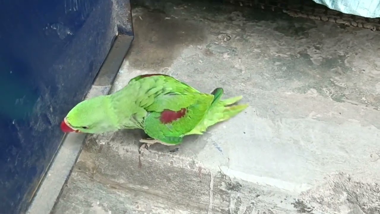 मिठु मत कुदो चोट लग जाएगी 😍🦜❤ || Love You Leo || #loveyouleo #parrot #talkingparot #funny #cute 2026