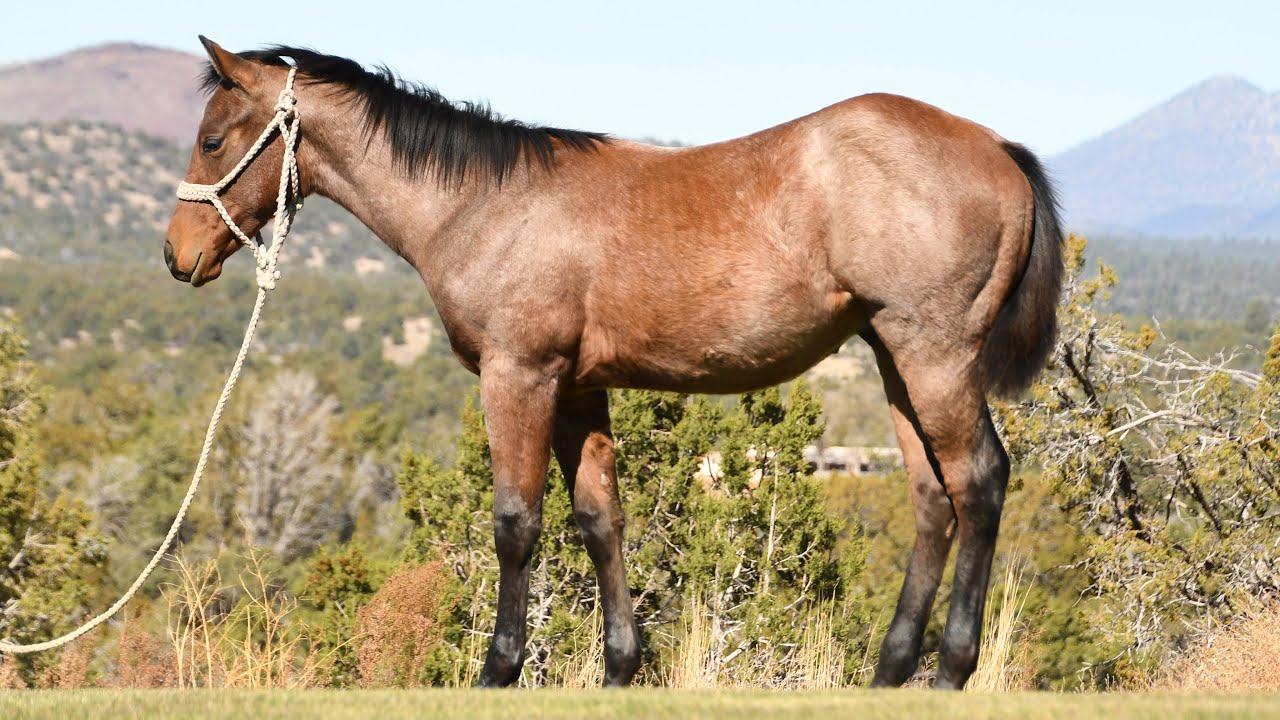 AQHA Bay Roan Weanling Stud Colt STYLISH KIX 66 aka KIXS | FOR SALE |