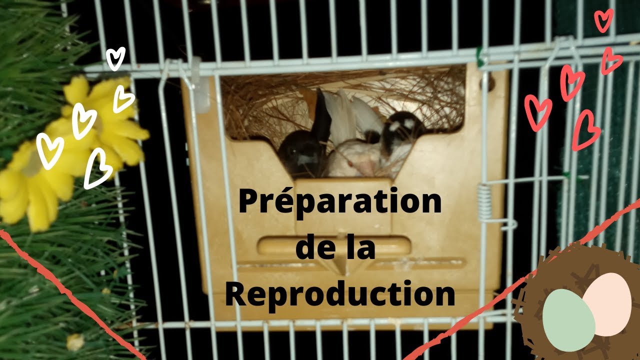 Préparation de la Reproduction des Moineaux du Japon #1