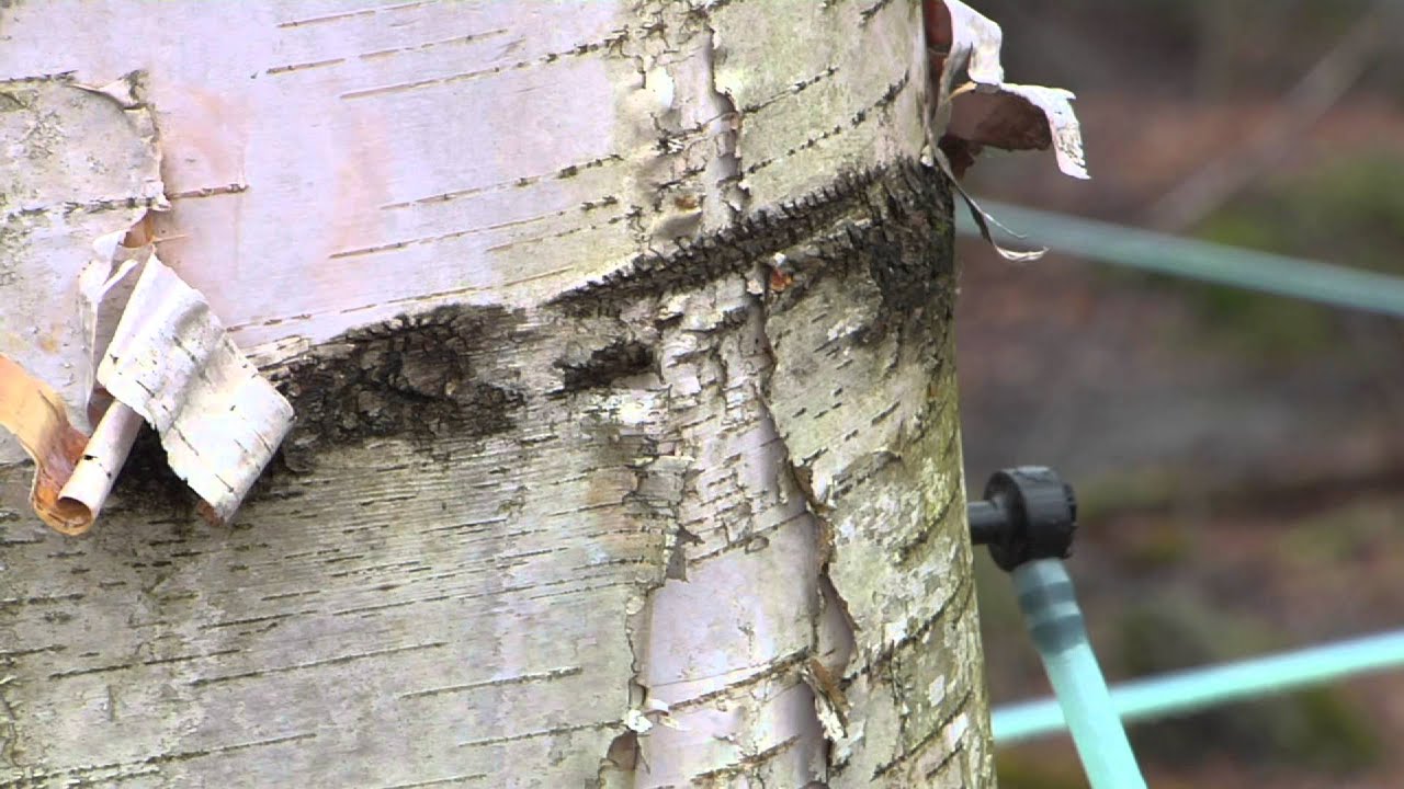 Birch Sap Research at UVM