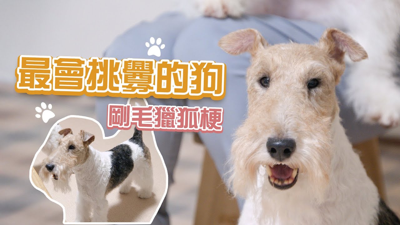 剛毛獵狐㹴｜狗界的霸氣總裁 這款酷帥高冷的硬派性格你OK嗎？