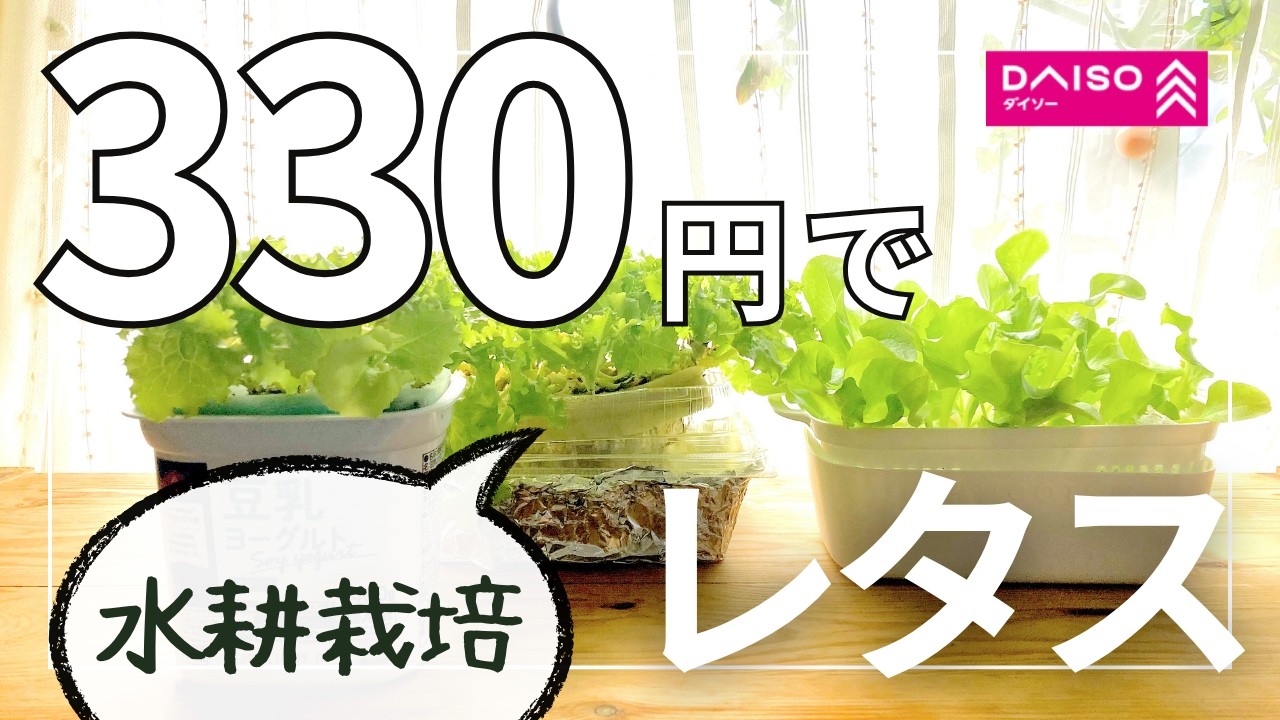 【水耕栽培】ダイソー商品と空き容器で330円から始める節約レタス｜1ケースだといくら｜初心者にオススメ｜100均