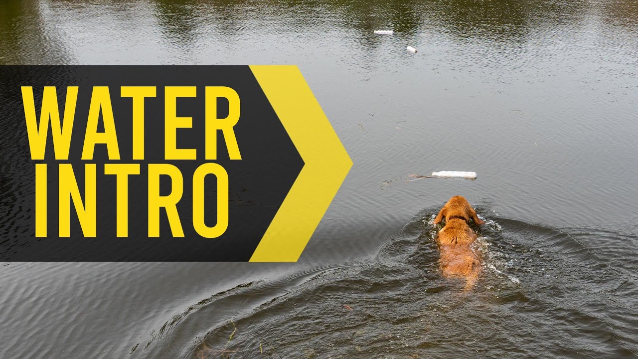 Water Introduction - Gun Dog Retriever Training