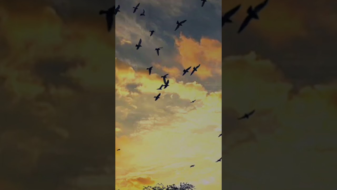 Template Video Background Full Screen | light Effect | Kinemaster Template Black Screen Status