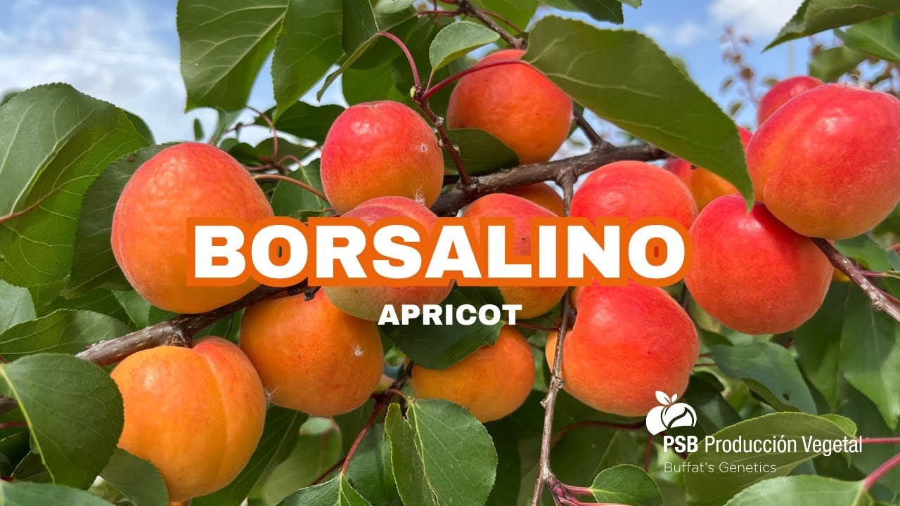 Borsalino, Murcie - April 2025 🇬🇧