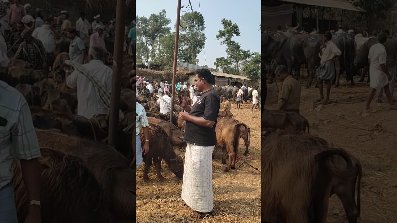 ചന്തയിൽ വന്ന പടുകൂറ്റൻ മൂരി 😄😄