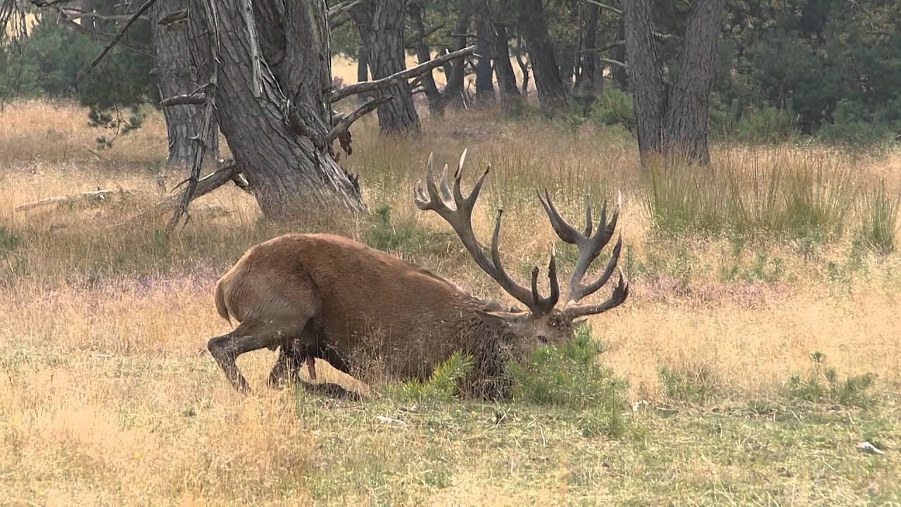 Edelhert Hubertus steelt de show op Park De Hoge Veluwe
