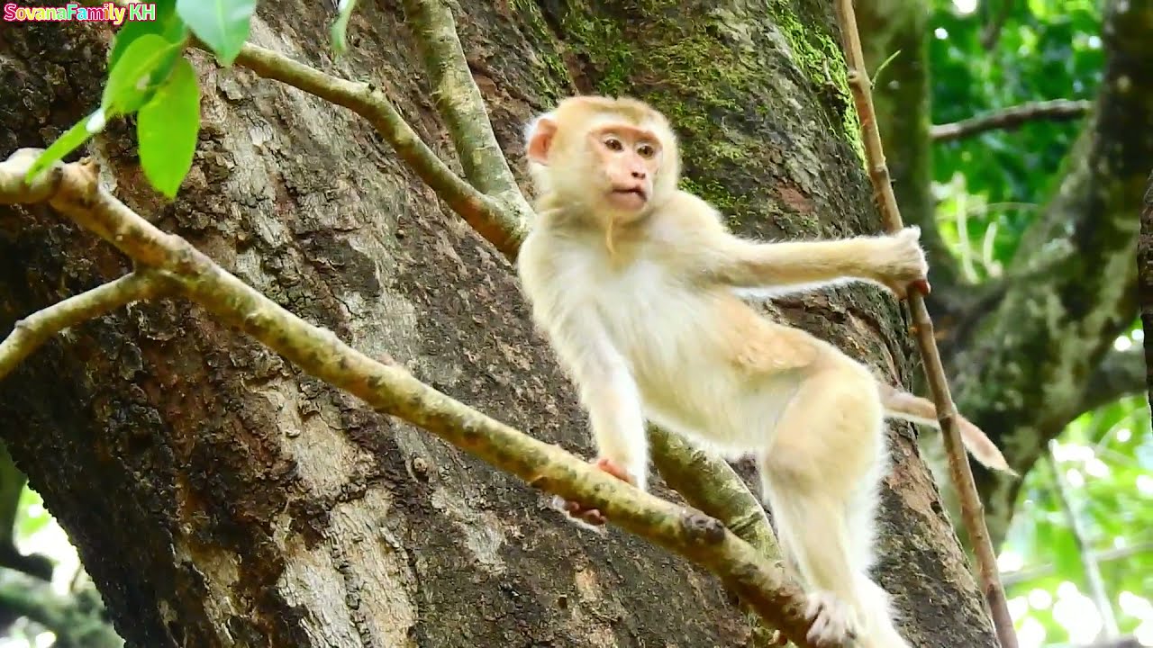 Update Name of Abandon Released Two weeks ago Name Joyce Now She Can Now Adapted to Sovana Family