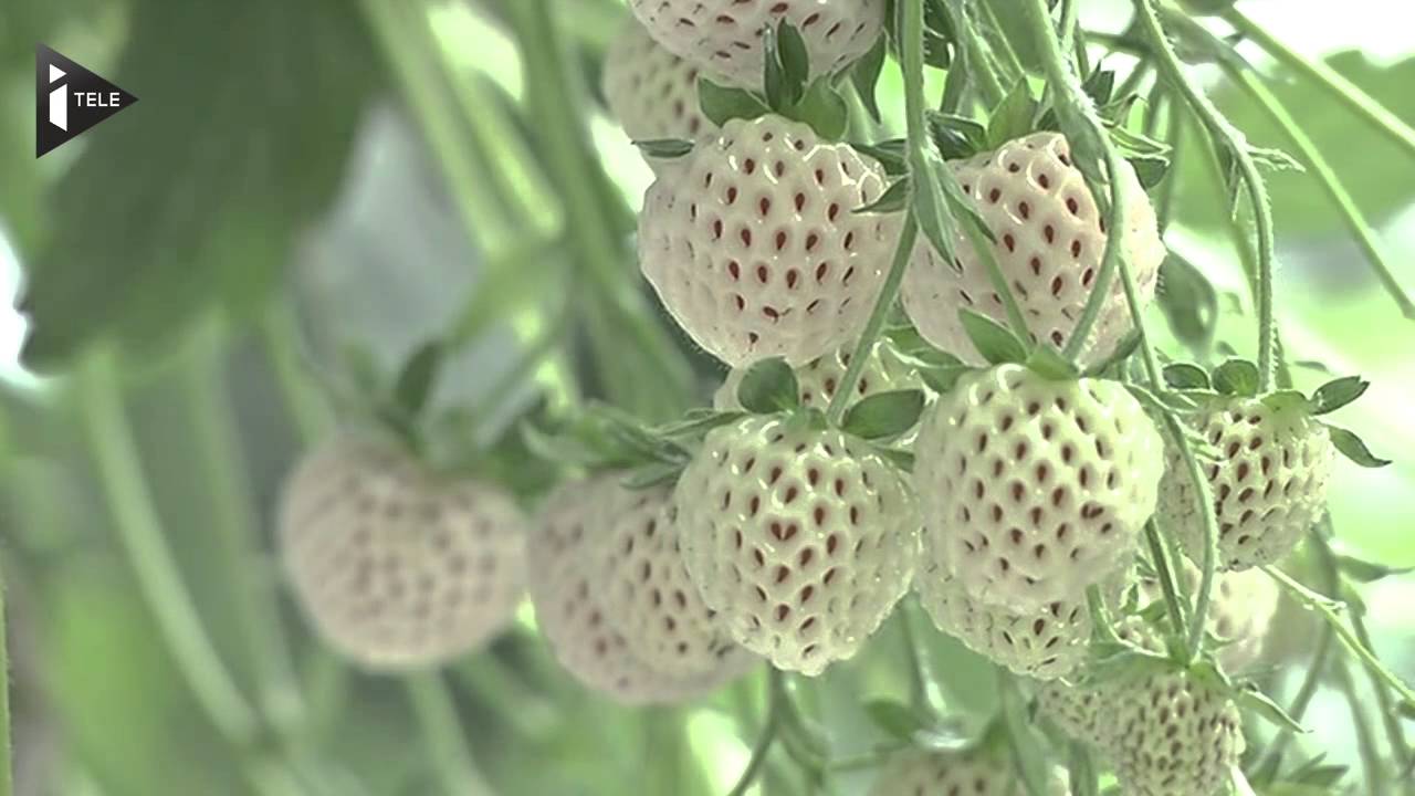 Une histoire d'espionnage &agrave; l'origine de la fraise