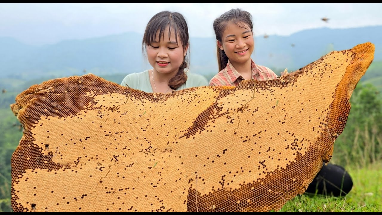 The process of exploiting wild honey for breeding, full video - ha thi muon