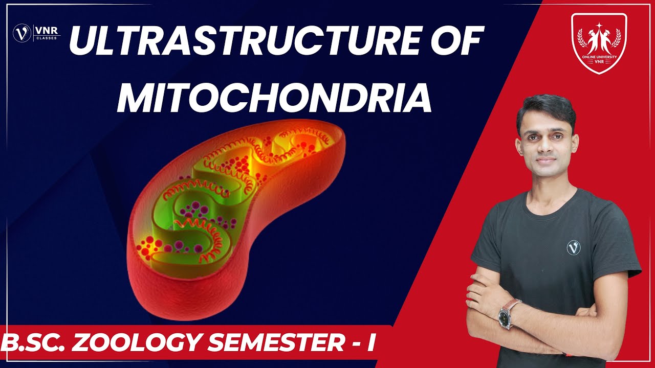(14) ULTRASTRUCTURE OF MITOCHONDRIA || B.Sc. ZOOLOGY SEMESTER- I ||  PRAHALAD SINGH