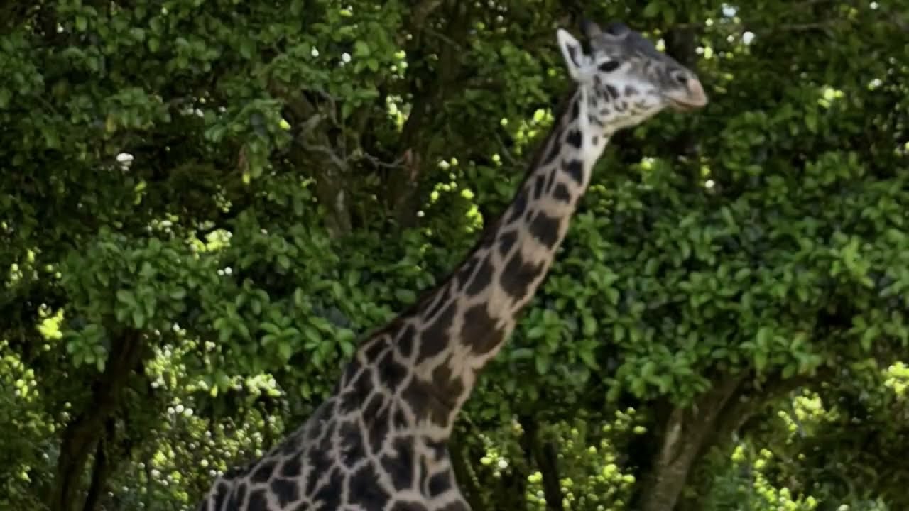 Walt Disney World Animal Kingdom Safari