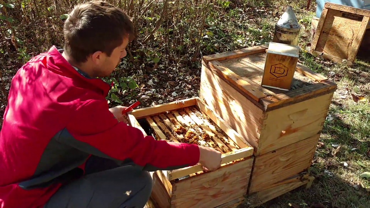 🔵Pre-winter check-ups and feeding - Package vs. Nuc challenge