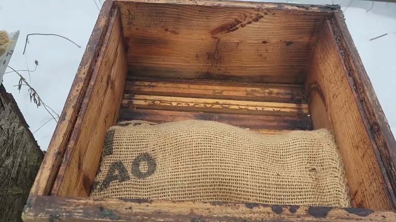 Jak się maja pszczoły po mrozach😱 Kontrola pasieki👍