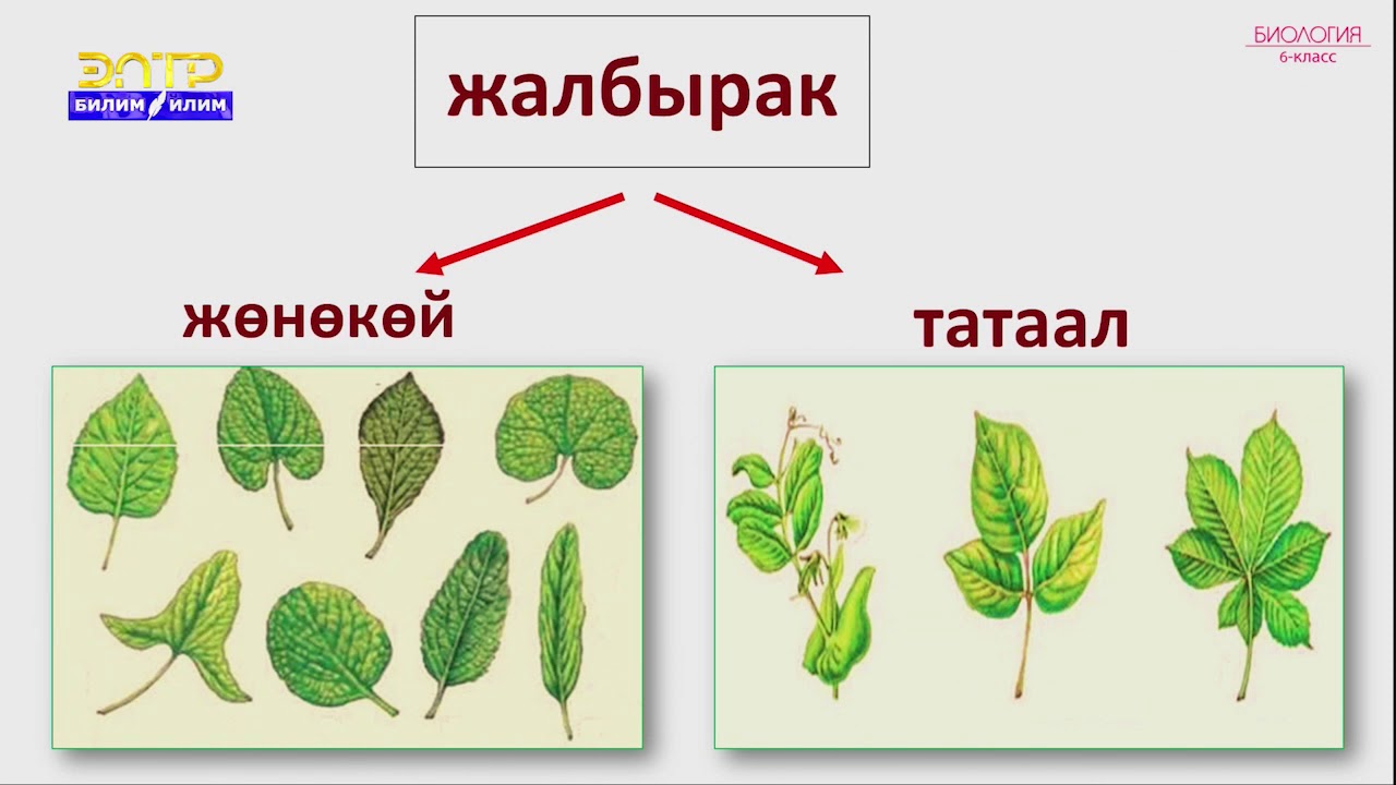 6-класс | Биология   | Жалбырак жана өсүмдүк тиричилиги. Жалбырактын клеткалык түзүлүшү