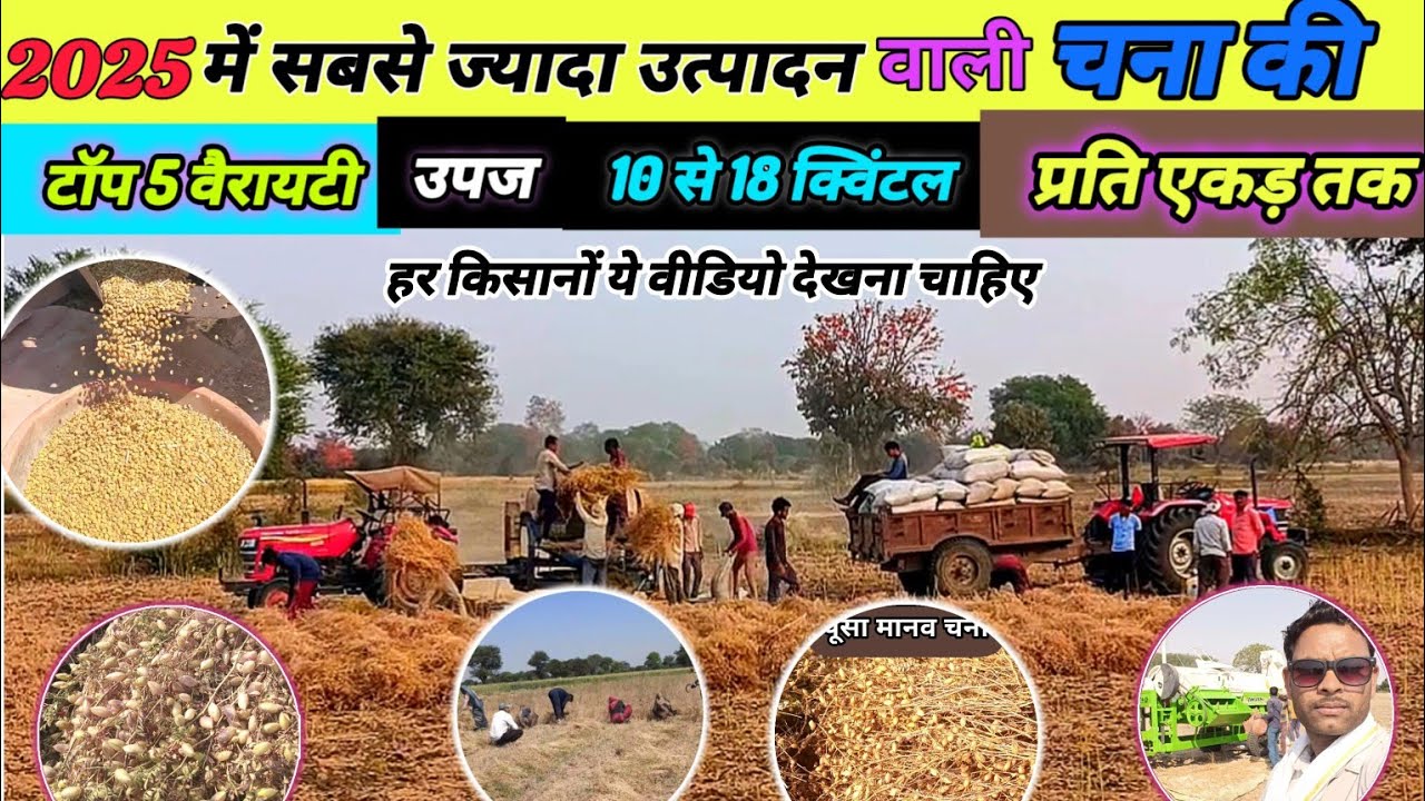 2025 मे चने की टॉप 5 उन्नत किस्में / पूरे mp Up में उत्पादन 15 से 24 कुंटल प्रति हेक्ट तक chana