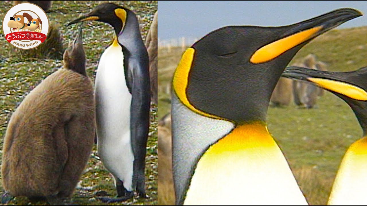 地雷原で暮らすペンギン＆キングペンギンのヒナの食欲がスゴすぎる！求愛・産卵・子育てにいくつものドラマ【どうぶつ奇想天外／WAKUWAKU】